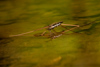 Water Striders